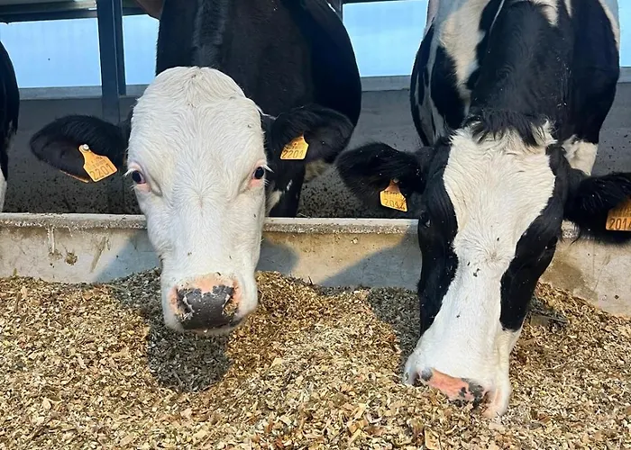 De Polderhoeve Bed & Breakfast